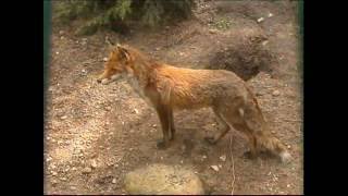 Steckbrief Natur Teil 13 Fuchs Dachs [upl. by Trinl201]