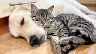 Adorable Kitten Loves Golden Retriever Cutest Ever [upl. by Enomas266]