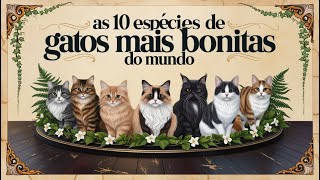 quotGATOSquot conheçam as 10 espécies de gatos mais bonitas do mundo😍😍 [upl. by Newo]