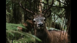 Fiordland Wapiti Hunting Adventure 2021 [upl. by Nilson]