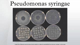 Pseudomonas syringae [upl. by Etnovad]