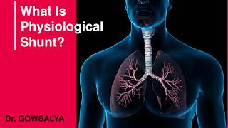 What is Physiological Shunt Anatomy and Physiology  General Medicine [upl. by Ainad796]