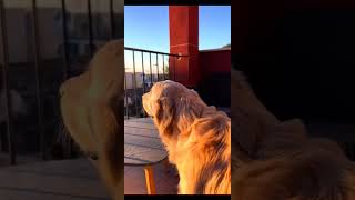 Golden retriever Barking With funny Reasons 🤓😂🐶🐕 goldenretriever simba trendindshorts alphabet [upl. by Aratahc217]