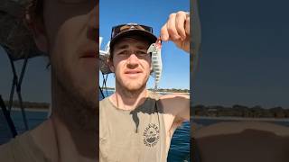 This SQUID JIG slays 🦑👌🏼🐟 fishing seafood fishing ocean squid [upl. by Gitt]