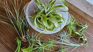 Tillandsia Air Plant WATERING day  collection xerographica ionantha tectorum [upl. by Tobiah]