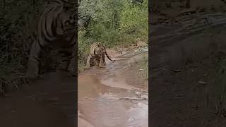 Tigre vs King cobra curiosidades animales [upl. by Iilek]