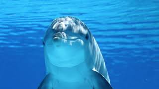 A Dolphin Using echolocation clicks And Sounds Under Water [upl. by Aramenta818]