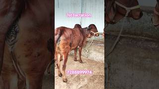 Pure Gir Heifer 1st lactation 9 month pregnant for sale in Hyderabad Salman bhai Dairy shorts [upl. by Lika614]