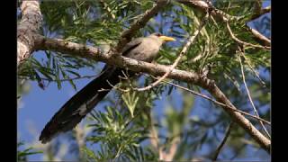 Green Malkoha call [upl. by Haley]