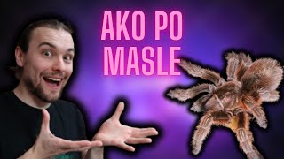 Najkrajšie a najmilšie čajíky Premiestňovanie Grammostola porteri a rosea [upl. by Mallorie]