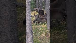 Idaho Moose Family Enjoy Fall moose idaho yellowstone [upl. by Mohsen]