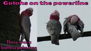 Galahs on the powerline and a leafless palm tree [upl. by Kcyrred]