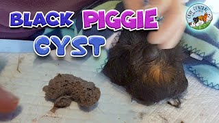 Black piggie the guinea pig came to us for help with a large sebaceous cyst [upl. by Shaw]