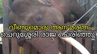 രാജയുടെ അവസാന നിമിഷങ്ങൾ  cherussery raja elephant  kerala elephant video  Sree 4 elephant [upl. by Lorilyn]