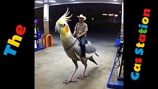 At The Gas Station The Birds 🐦 [upl. by Ainivad]