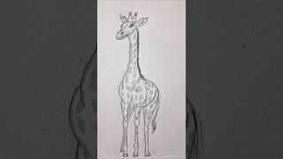 Giraffe drawing drawing [upl. by Banyaz497]