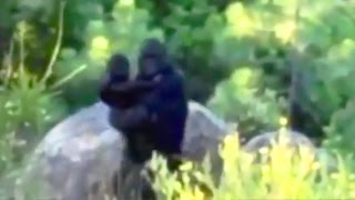 Top 15 Most Convincing Bigfoot Sightings Caught on Tape [upl. by Notgnihsaw]