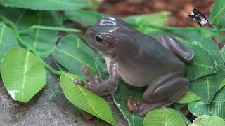 La Grenouille Litoria Caerulea est appelée aussi Raînette de White  Villaverde  Pizançon  France [upl. by Namie]