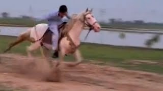 nazabazi practice with mubashar tiwana beautifulhorses horse pakistan punjab youtube nazabazi [upl. by Nimref]