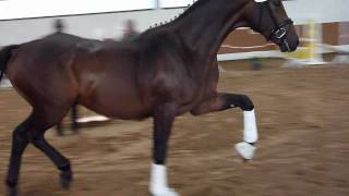 wwwreitschulesandbrinkde 2 year old stallion For Compliment Dressage [upl. by Lesiram126]