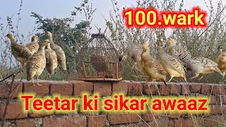 New best teetar shikar wala sound 🔥 francolin voice hunting 🔥 gora teetar awaaj partridge calling [upl. by Kiel]