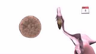 General Embryology  Detailed Animation On Implantation [upl. by Imoan]