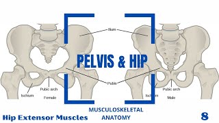 Hip Extensor Muscles [upl. by Sauers]