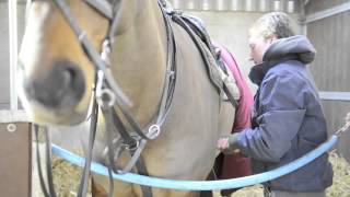 Meet top working hunter Harley Foxtrot  Interview  Horse amp Hound [upl. by Gahan358]