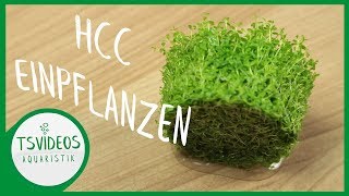 Kubaperlkraut  HCC GANZ EINFACH einpflanzen [upl. by Ahsot]