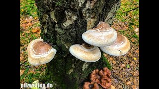 Birkenporlinge ernten und verarbeiten  Heilpilz  Vitalpilz  Piptoporus Betulinus [upl. by Lleinnad720]