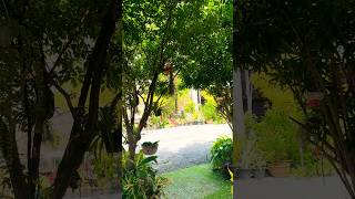 Garden ideas garden gardening gardenplants gardenflowers flowers plants backyard shorts [upl. by Ihcur]