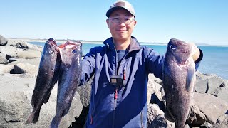 Jetty Fishing 08062022  Two Efficient Set Up for Black Rockfish  How To Fish for Black Rockfish [upl. by Uzial]