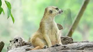 CHỒN MEERKAT  Thế Giới Động Vật  Animalworldchannel247 [upl. by Marcus]