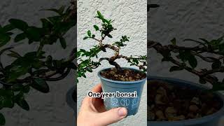 Lonicera bonsaï bonsai bonsaï honeysuckle [upl. by Oster580]