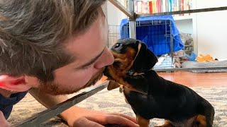 Funny mini wiener dogs Try Not to laugh videos compilation 2024  funny Mini Dachshund dogs videos [upl. by Gianna]