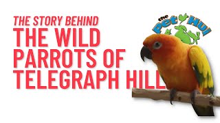 Meet the man behind The Wild Parrots Of Telegraph Hill [upl. by Okramed104]