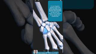 Visual Anatomy 3D  Facts about the Hamate bone [upl. by Hymie]