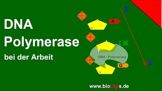 DNAPolymerase bei der Arbeit [upl. by Yennej]