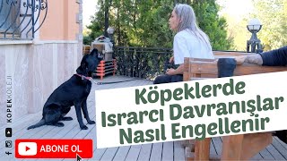 Köpeklerde Israrcı Davranışlar Nasıl Engellenir [upl. by Edme]