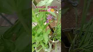 zinnia flower plant nature shortvideo gardening viralvideo [upl. by Merton409]