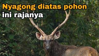 Hunting Wild Sambar Deer in the Kalimantan Forest Nyangong from the Top of a Tree [upl. by Gwenni686]