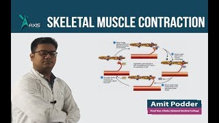 Skeletal Muscle Contraction বাংলা [upl. by Aisatan722]