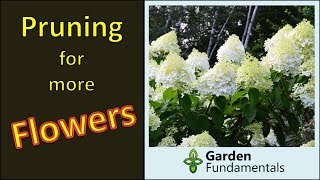 How to prune shrubs for more flowers plus 8 professional tips [upl. by Akirrehs312]