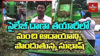 Farmer Earning High Profits In Corn Silage Feeding Production  hmtv Agri [upl. by Malin]