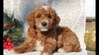 Mini Goldendoodle Puppies for Sale [upl. by Tilford8]