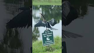 Anhinga bird is drying its wings [upl. by Hrutkay]