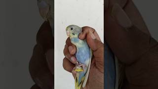 🤍✨BUDGIES CHICKS GROWTH UPDATES🐣✨🤍shorts birds budgies lovebirds trending chicks sreebirds [upl. by Deeyn]