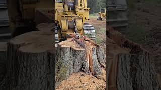 Stump removal landscape tree split [upl. by Hareemas996]