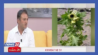 Ylli Merja Krimbat ne sy bima qe i nxjerr per 5 minuta [upl. by Llatsyrk]