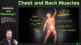 Muscles of the Chest and Back  Model Overview  Anatomy and Physiology 1 [upl. by Adnotal]